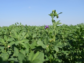 Lucerne mixtures