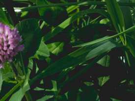 Our clover is ready for a flying start