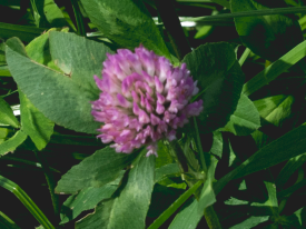 Our clover is ready for a flying start