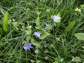 Multi-spieces grassland