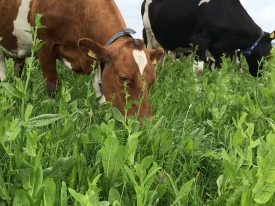 Cows eating NutriHerb