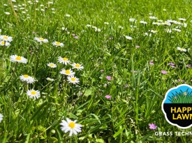 Image-Happy-Lawn-01