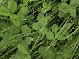 Grass-clover