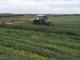 Mowing Westerwold Ryegrass