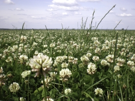 White Clover