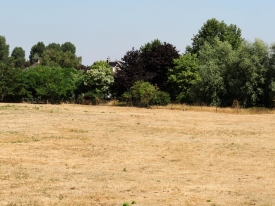 Desiccated horse paddock