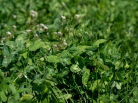 Clover