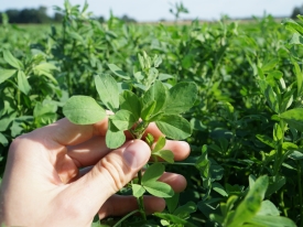 Barenbrug nitrogen fixing lucerne