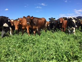 Barenbrug dairy cows lucerne