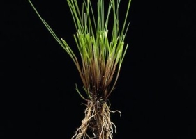 Creeping red fescue