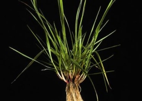 Tall Fescue