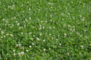 Arrowleaf clover