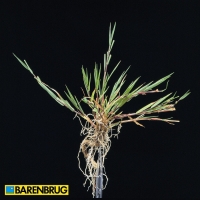 Agrostis Stolonifera