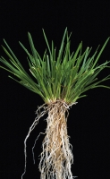 Deschampsia Caes