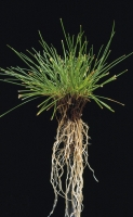 festuca_rubra_commutata