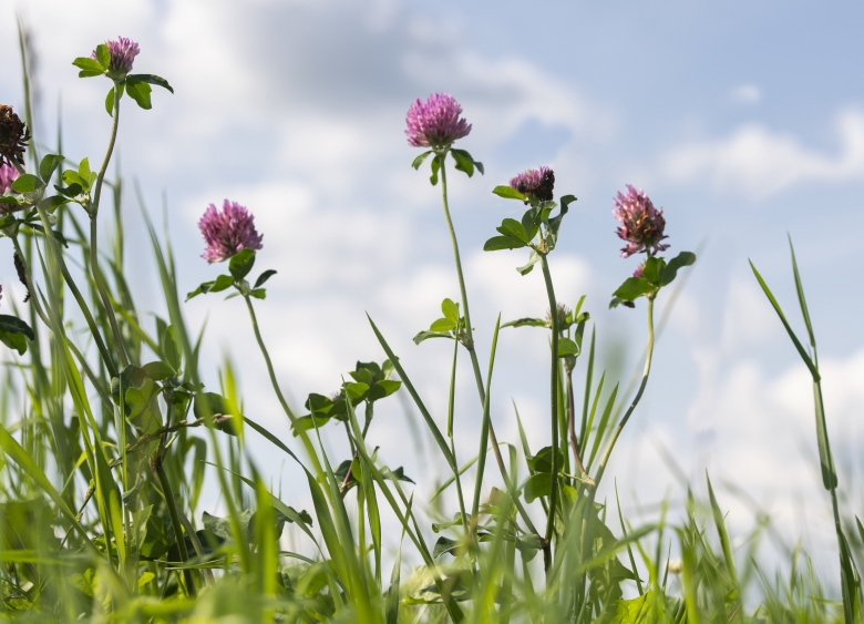 clover