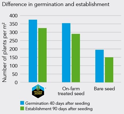 Yellow Jacket_difference_in_germination_and_establishment