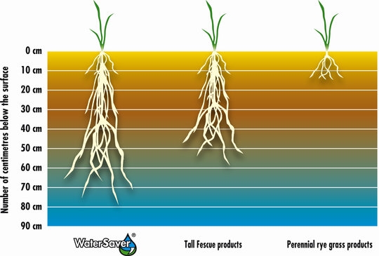 watersave graph deep rooting