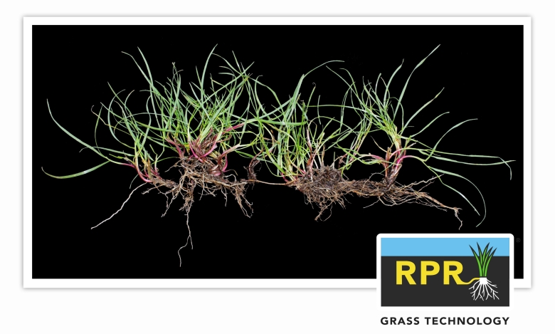 RPR Grass Technology - Plant
