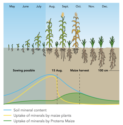 Proterra Maize - No competition with the main crop