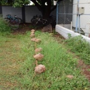 Guaíra1