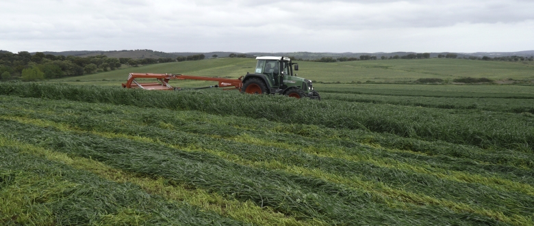 Westerwold Ryegrass
