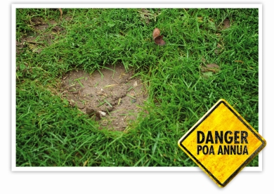 Bare_patches_Poa_annua_01.jpg
