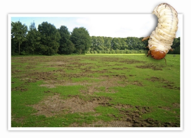 Schade-Engerlingen-beeld-02.jpg