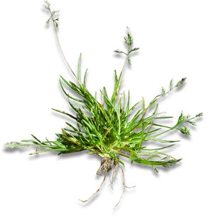 straatgras - poa annua