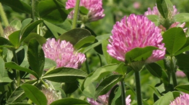 Red clover