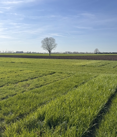 Barenbrug trial fields in Homoet