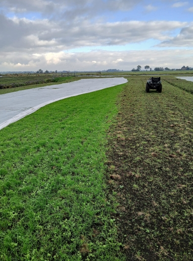 Goose damage to grassland