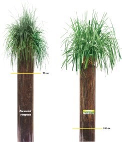NutriFibre vs. Perennial ryegass