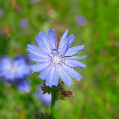 NutriHerb Chicory