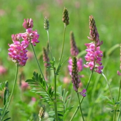 NutriHerb Sainfoin
