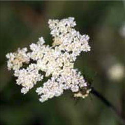 NutriHerb Caraway