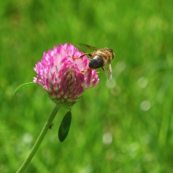 NutriHerb Red Clover