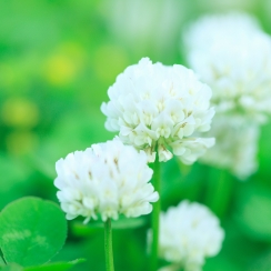 NutriHerb White Clover
