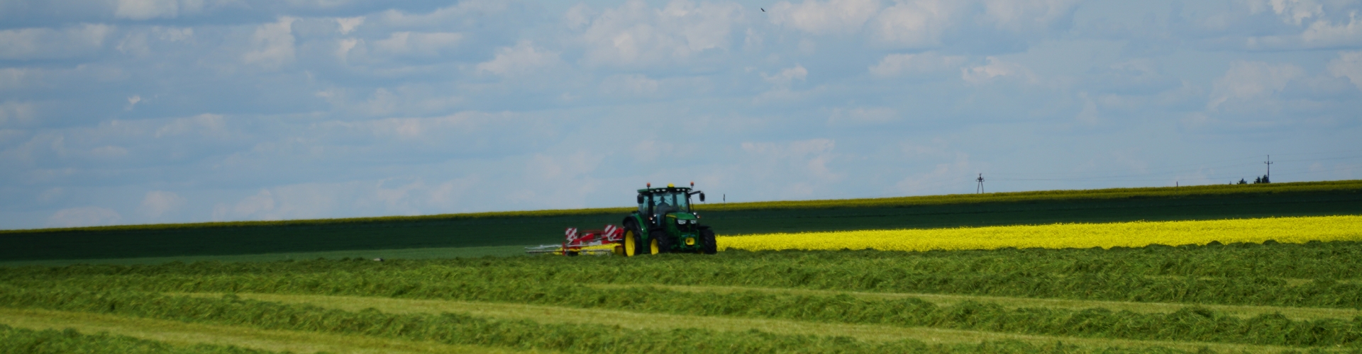 Hybrid ryegrass