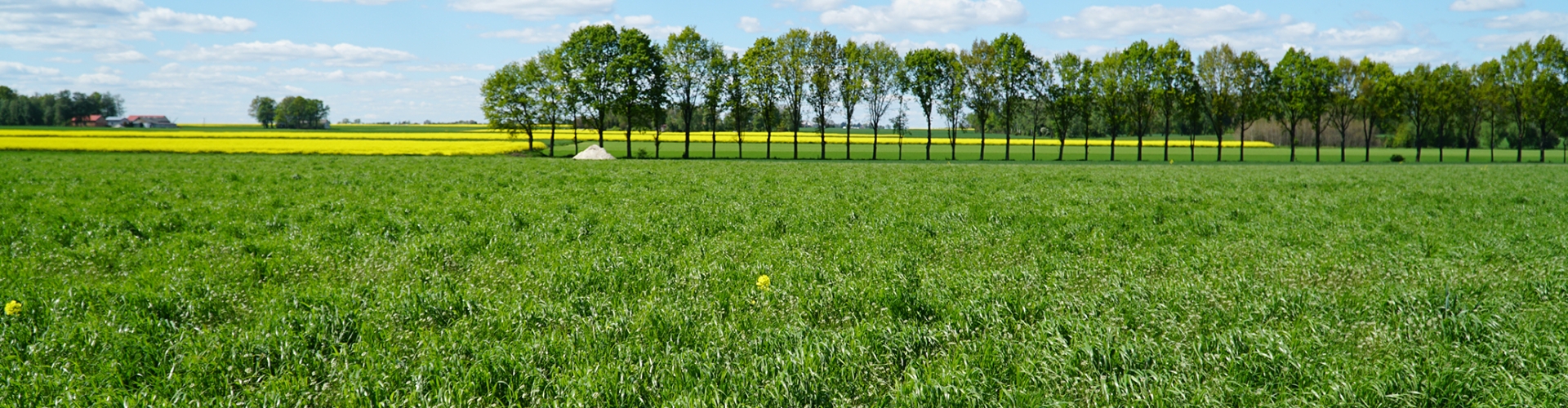 head grass varieties westerwolds