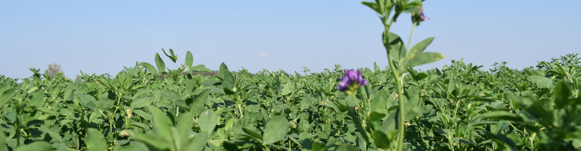 Lucerne mixtures