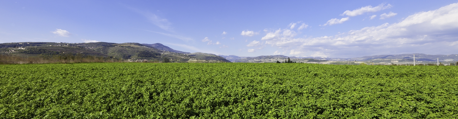 Lucerne varieties