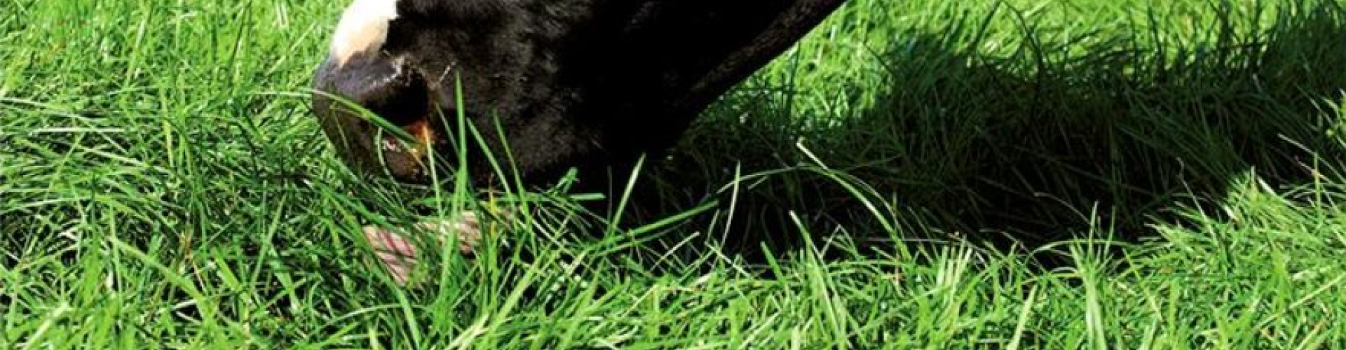 topgraze