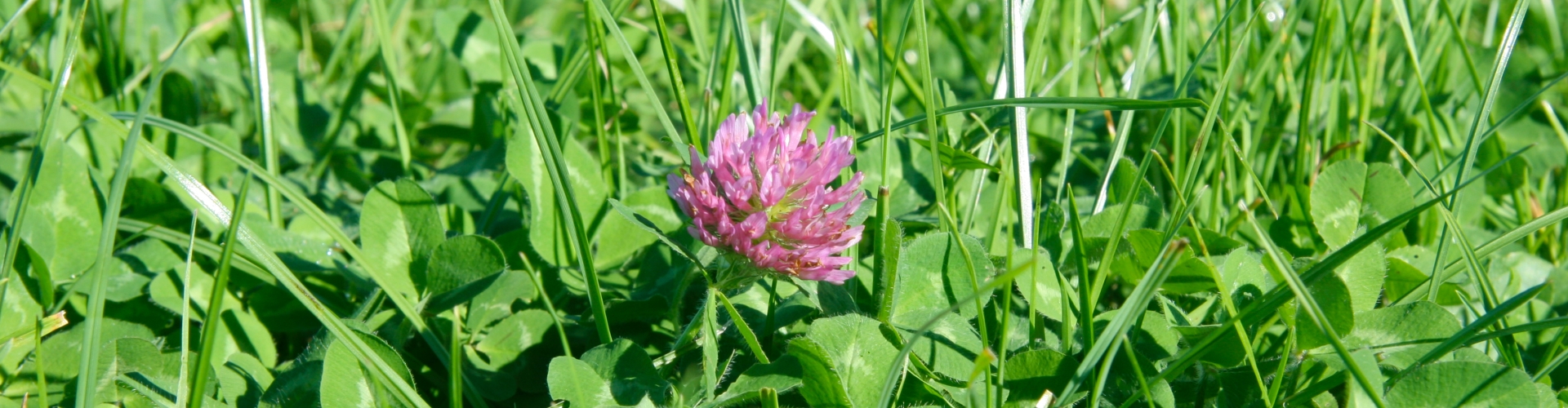 Red clover