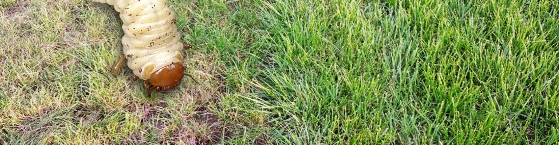 Total approach works against grubs