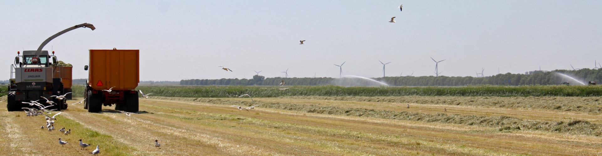Dry grassland
