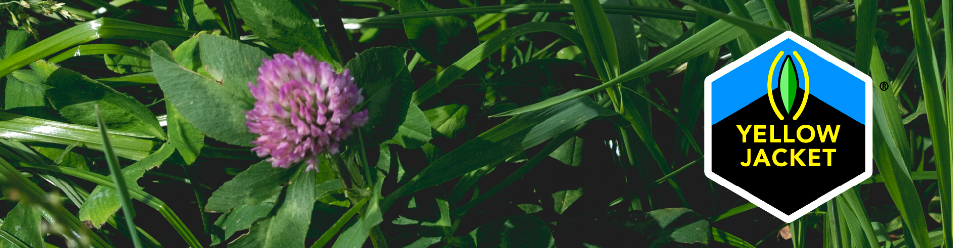 Our clover is ready for a flying start