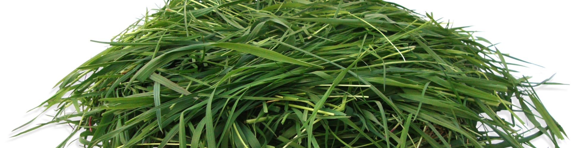 head challenge solutions type of grass