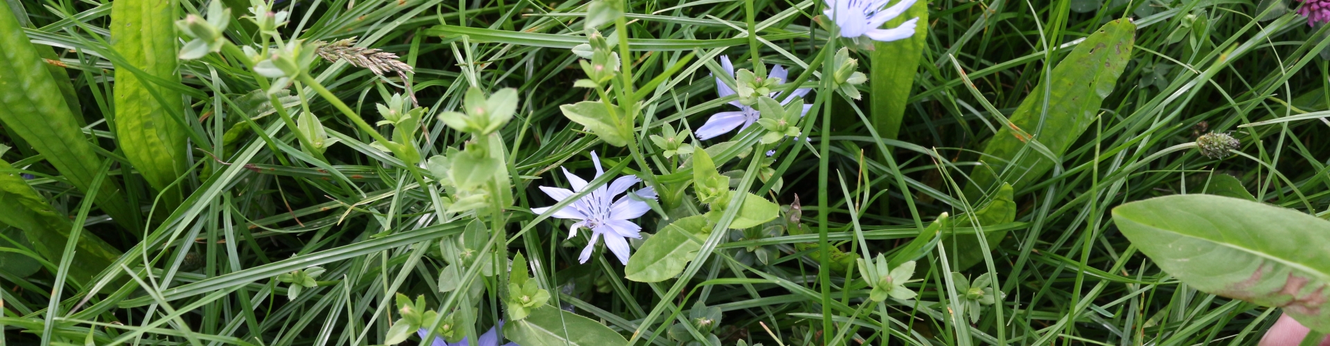 Multi-spieces grassland