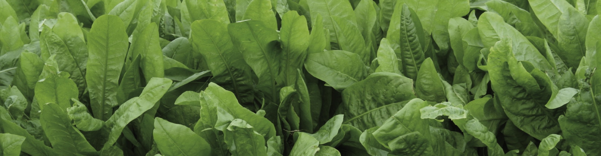Chicory